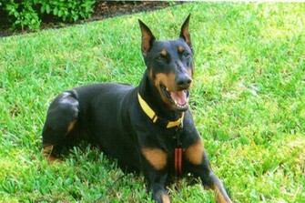 Doberman Pinscher Wallpaper Browser Virtual