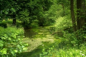 Alemania R Os Bosques Baviera Naturaleza Fondos De Pantalla