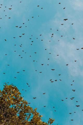 Flying Bats iPhone Wallpaper Spooky That Ll