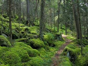 File Forest On Baxter Creek Trail In Great Smoky Mountains