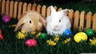 Easter Egg Hunt 4k HD Desktop Wallpaper For Ultra Tv
