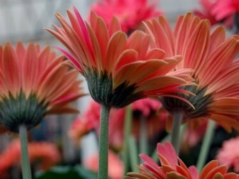 Gerber Daisies Wallpaper