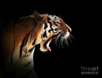 Wild Tiger Roaring On Black Background Photograph By Michal