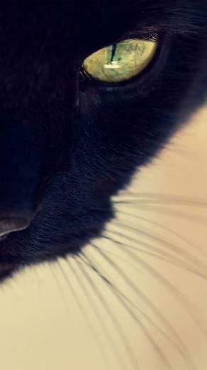 Black Cat Yellow Eyes The iPhone Wallpaper