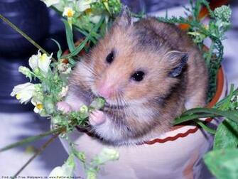 The Hamster Computer Wallpaper Pictures For Pc