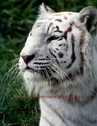 Beautiful Wallpaper White Bengal Tiger Pictures