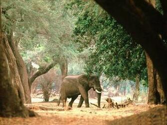 Elephants Image Elephant HD Wallpaper And Background