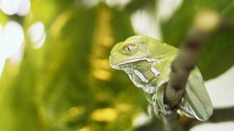 Frogs Wallpaper Desktop