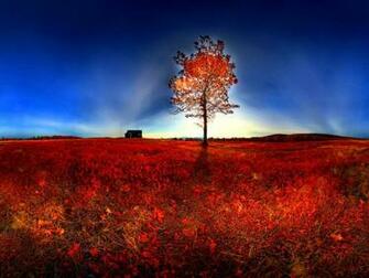 Lonely Tree Wallpaper