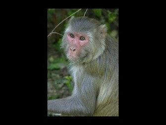 Url Smscs Photo Monkey Html