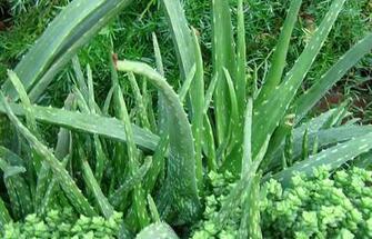 Wallpaper Health Benefits Of Aloe Vera