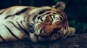 Tiger Sleeping 5k Wallpaper HD