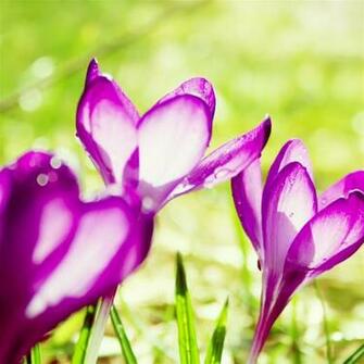 Purple Flowers iPad Air Wallpaper iPhone