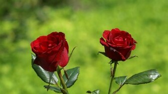Rose Wallpaper Photos Red