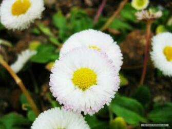 Wallpaper Flower Korean