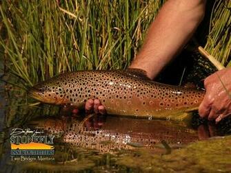 Brown Trout Fish Wallpaper Picswallpaper