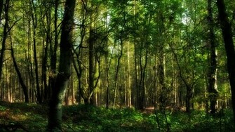 Green Forest Wallpaper