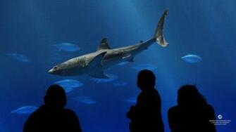 Great White Shark HD Wallpaper Res Desktopas