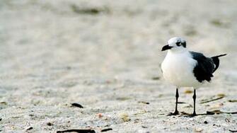 Lonely Seagull HD Wallpaper Hq Desktop