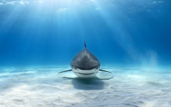 Shark Wallpaper