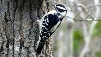 HD Wallpaper Desktop Woodpecker Birds
