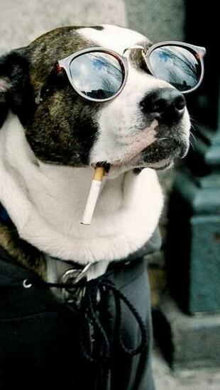 Cool Dog iPhone Wallpaper HD