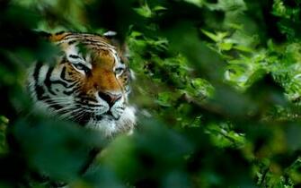Tiger Computer Wallpaper Desktop Background Id