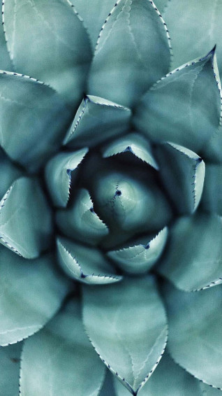 Brighten Up Any Time With This Succulent iPhone Wallpaper