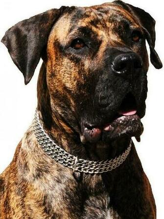 Dogo Cubano Wallpaper HD