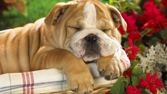 Cute Dog Wallpaper HD