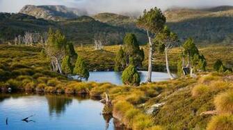 Lake St Clair Mountain Tarns Ringed With Pencil Pines