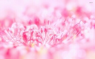 We Provide Beautiful And Pink Flowers Wallpaper All