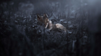 Dark Animals Wallpaper