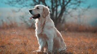 Labrador Retriever Wallpaper Top
