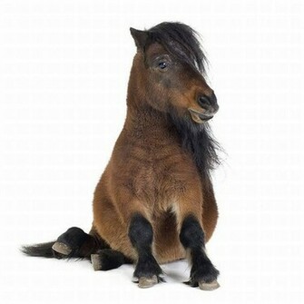 Miniature Horse Pony On White Background