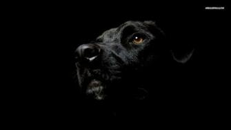 Labrador Retriever Wallpaper Widescreen