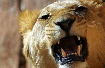 Lion S Roar Wallpaper