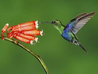 Hummingbird Wallpaper Desktop