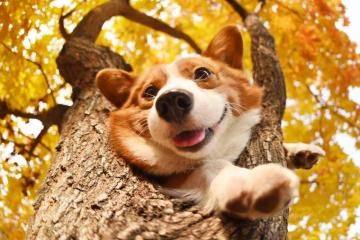 Corgi Wallpaper For Android Apk