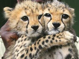 Cheri Marie Cullen Image Cute Cheetah Photos HD Wallpaper