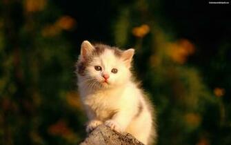Descargar Imagen Cute Cat HD Widescreen Gratis