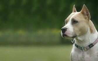 Best Amstaff Wallpaper