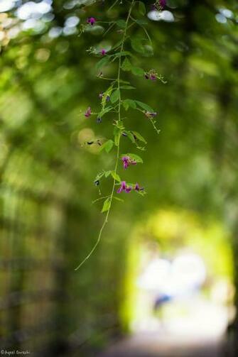 Bush Clover By Aqeel Qureshi On 500px Background Image