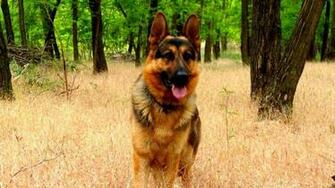 German Shepherd HD Wallpaper High Definition