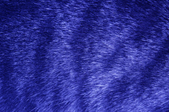 Animal Fur Picture Wallpaper
