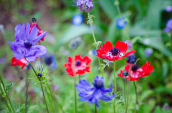 A Vibrant Anemone Flower In Full Bloom Wallpaper