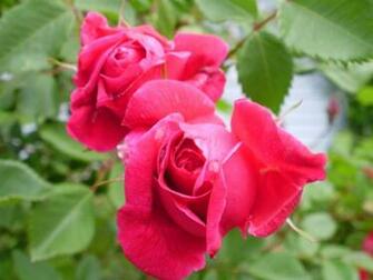 Pink Roses By Sunibc