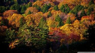 Hachimantai Forest Wallpaper