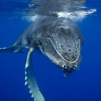 Humpback Whale Wallpaper