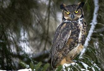 High Resolution Desktop Wallpaper Of Owl Image Eagle Feathers